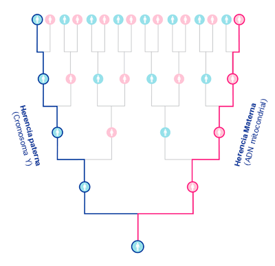 Gráfico que muestra cómo el cromosoma Y y el ADN mitocondrial solo están representados por una pequeña porción de la ascendencia de una persona. Imagen por Book of Mormon Central